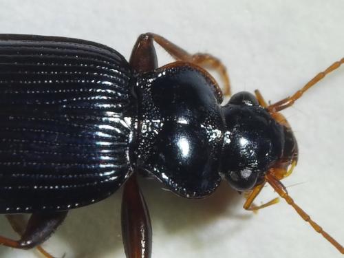 Réf. 194 792 : Leistus spinibarbis